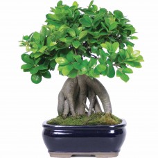 Brussel's Bonsai Ginseng Grafted Ficus Bonsai - (Indoor)   552967856
